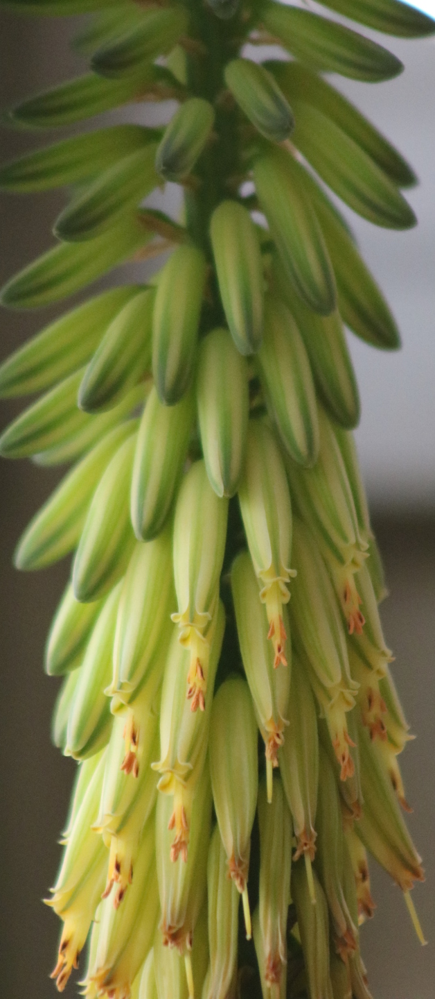 Aloe vera