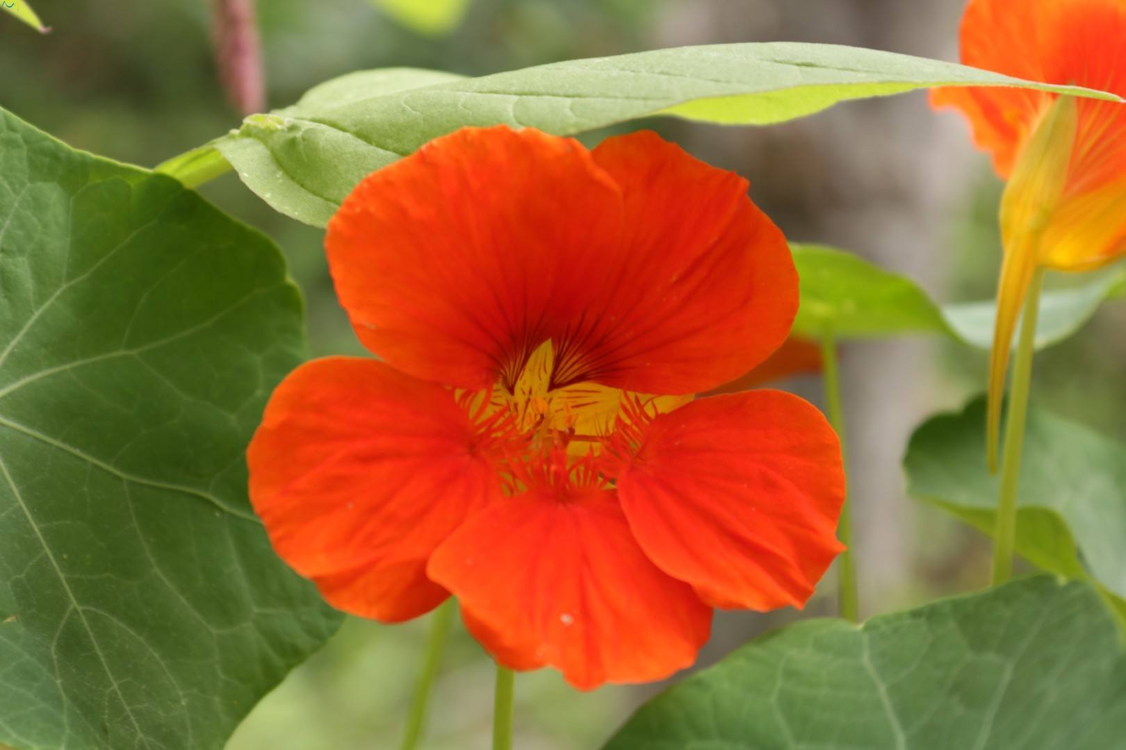 flor