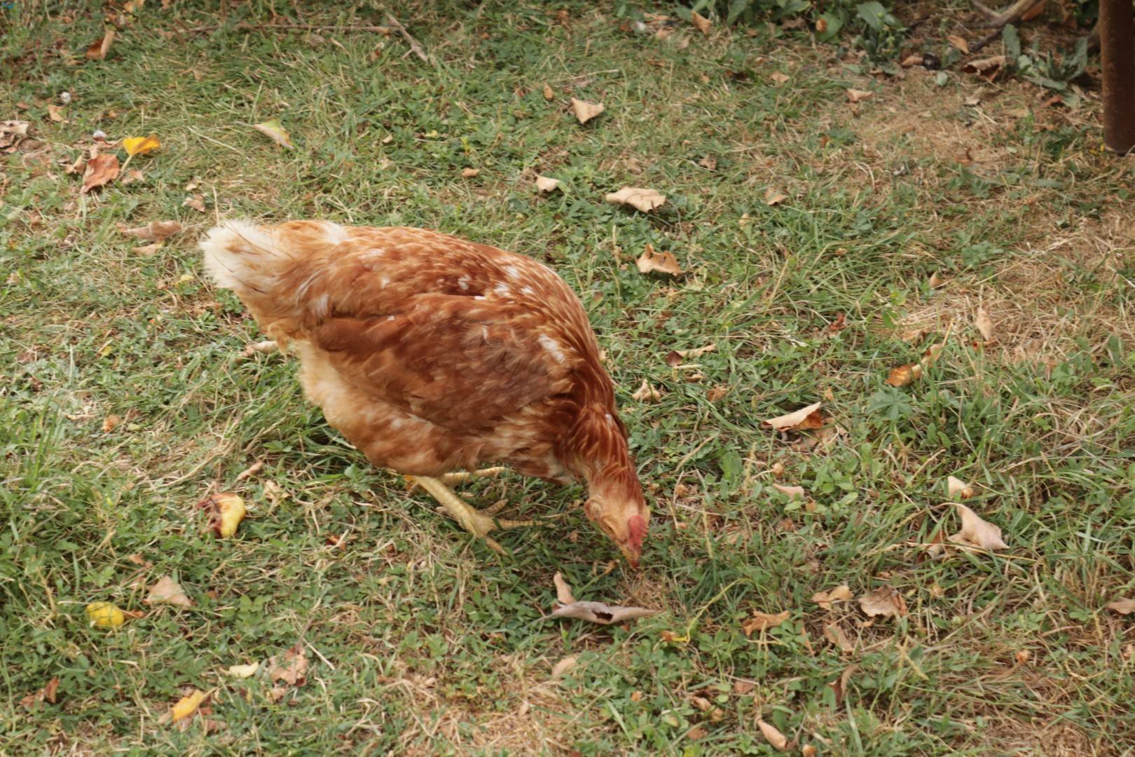 gallina