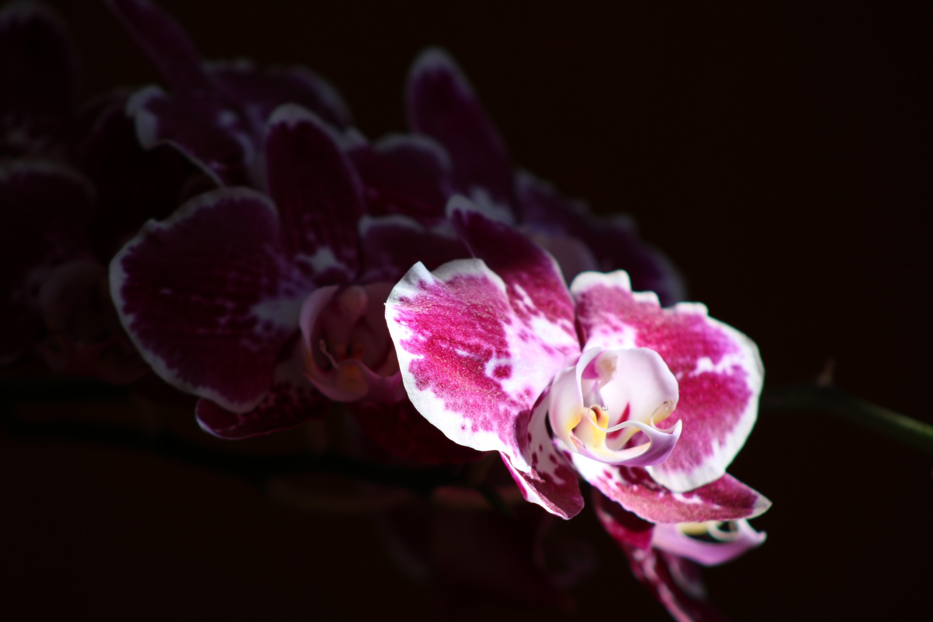 Una orquidea