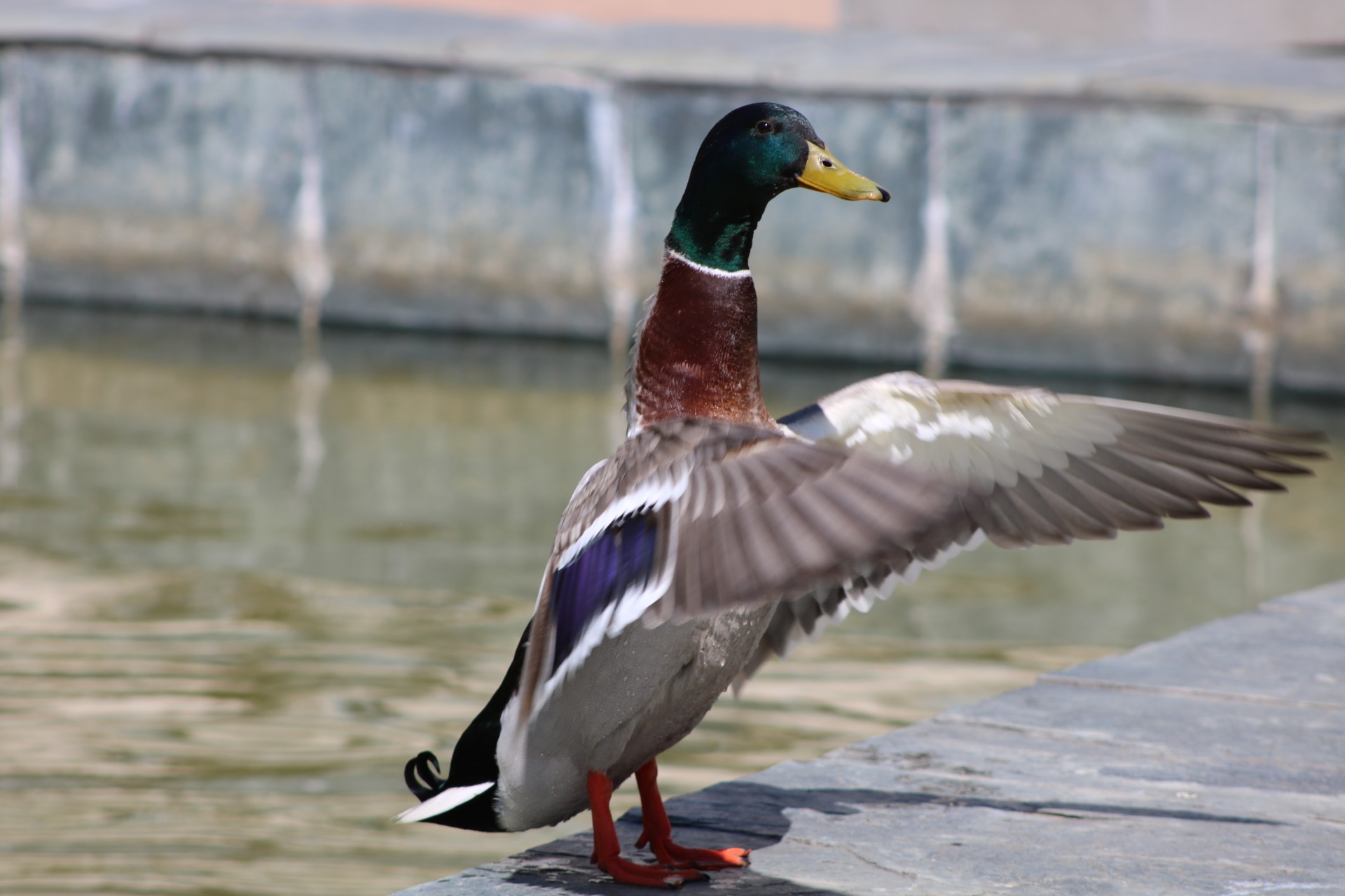 Un Pato de ciudad