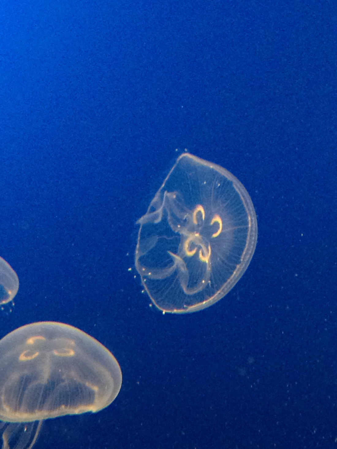 Acuario