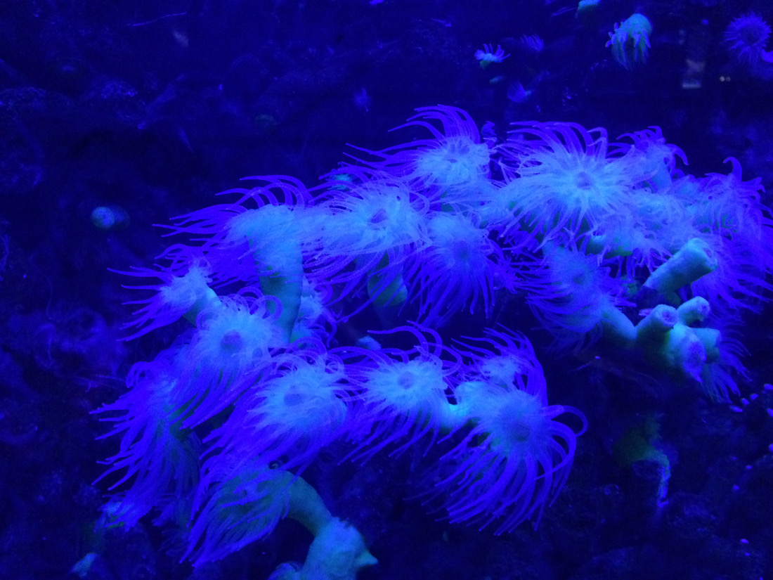 acuario