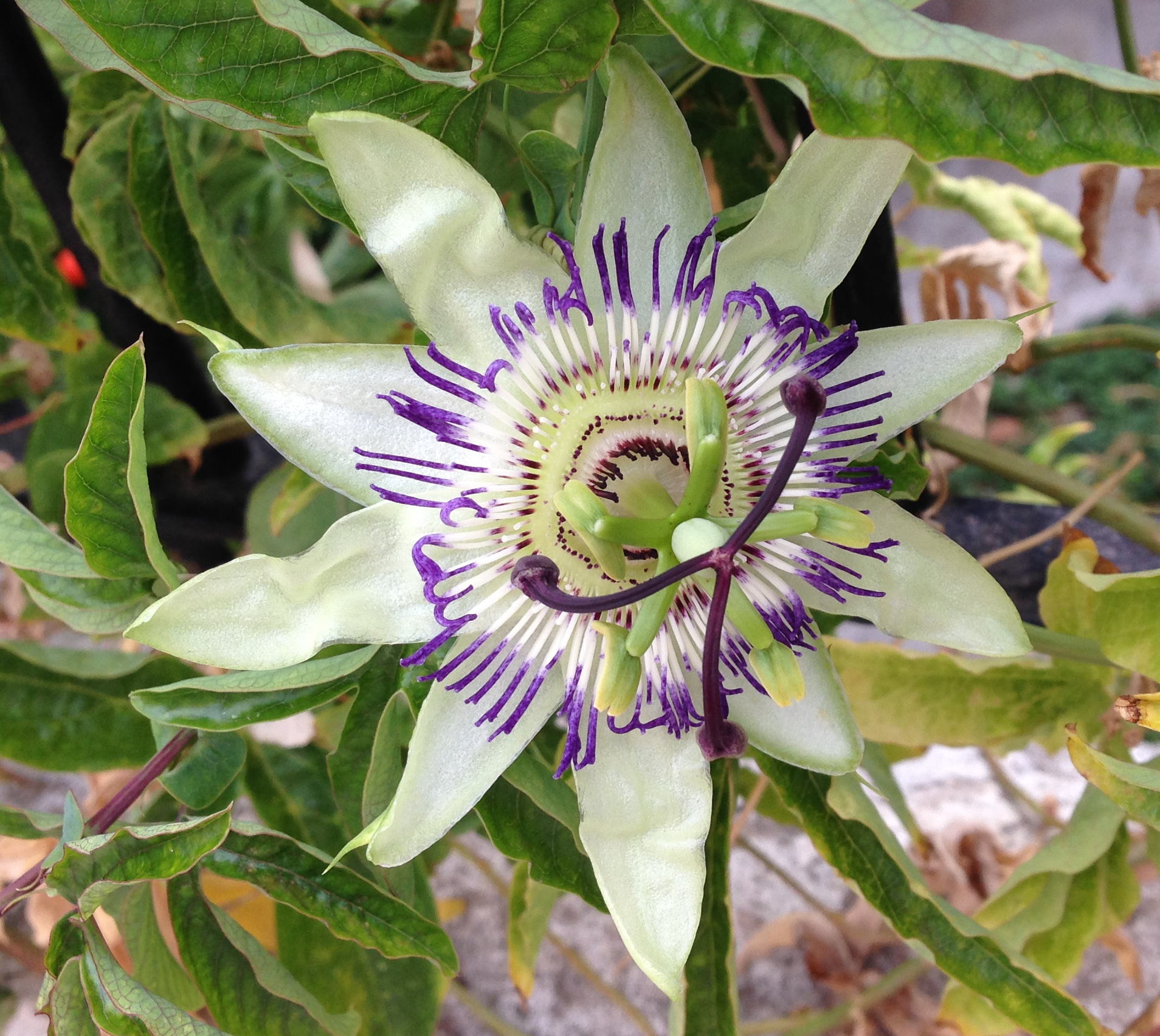Flor