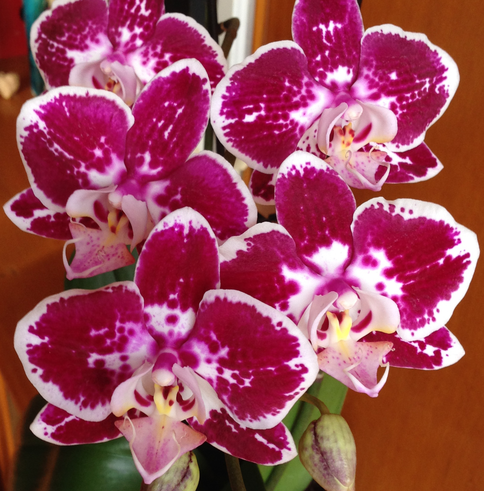 Orquidea