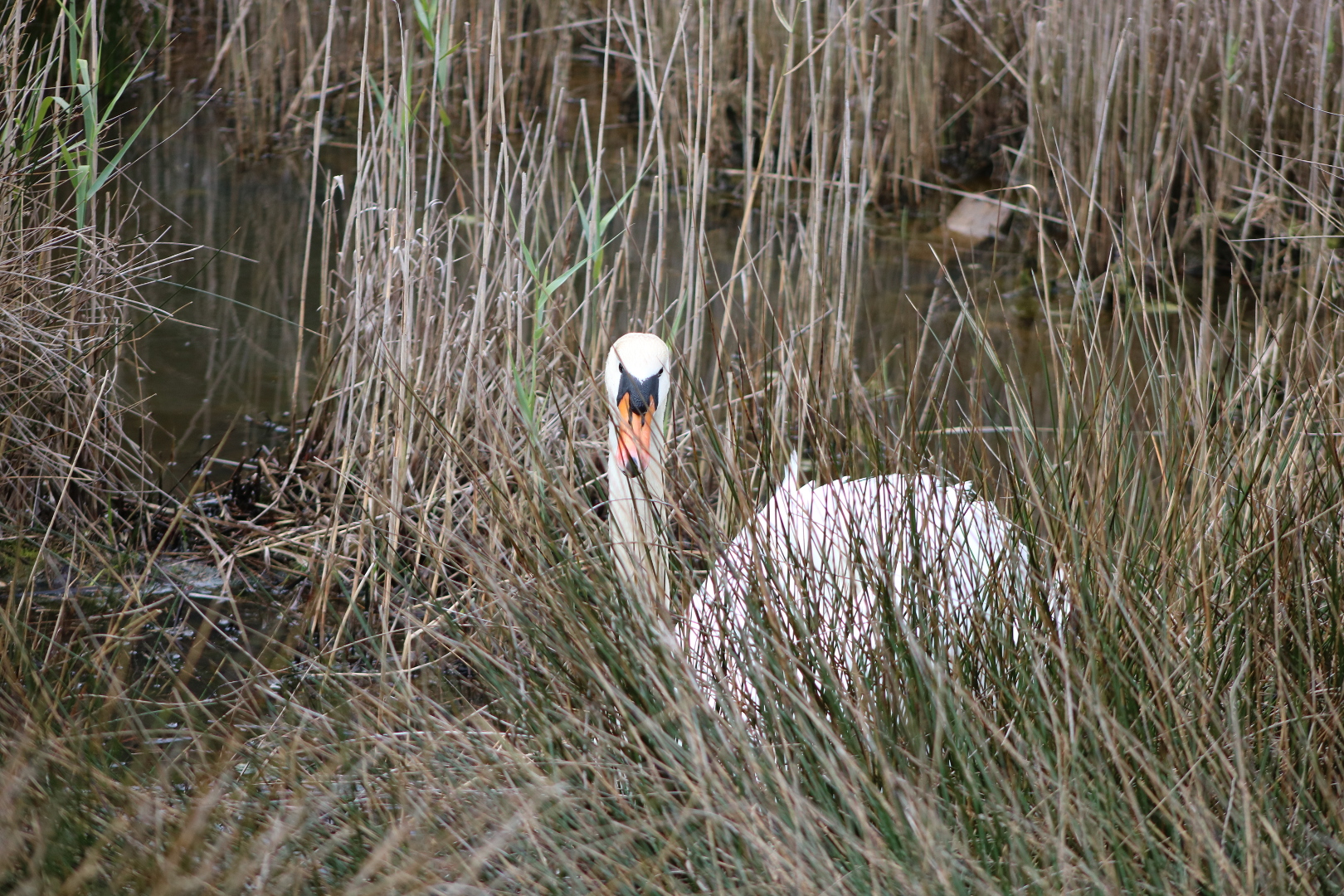 Un pato